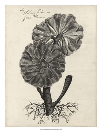 Thornton Succulents II by Robert John Thornton art print