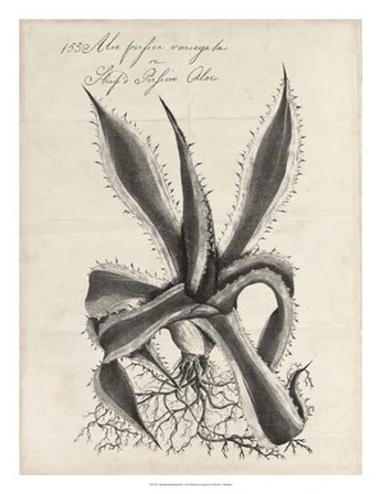 Thornton Succulents III by Robert John Thornton art print