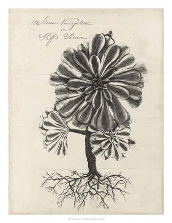 Thornton Succulents IV by Robert John Thornton art print