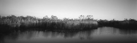 Tall grass at the lakeside, Anhinga Trail, Everglades National Park, Florida by Panoramic Images art print