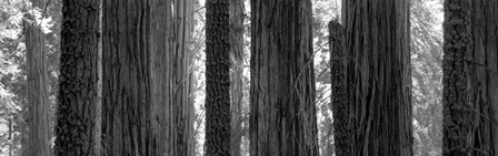 Sequoia Grove Sequoia National Park California USA by Panoramic Images art print