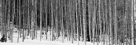 Aspen trees in a forest, Chama, New Mexico by Panoramic Images art print