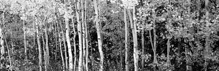Aspen and Black Hawthorn trees in a forest, Grand Teton National Park, Wyoming BW by Panoramic Images art print