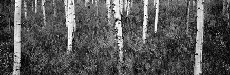 Aspen trees in a forest, Shadow Mountain, Grand Teton National Park, Wyoming by Panoramic Images art print