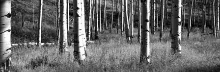 Aspen trees growing in a forest, Grand Teton National Park, Wyoming by Panoramic Images art print