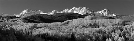 Colorado, Rocky Mountains, aspens, autumn by Panoramic Images art print