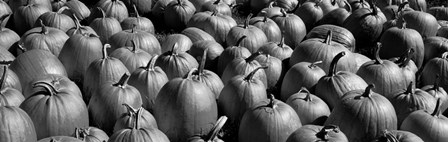 Pumpkins in a field, Vermont by Panoramic Images art print