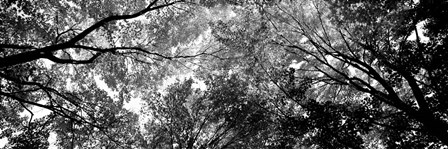 Low angle view of trees BW by Panoramic Images art print