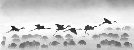 Flamingos landing, Kenya BW by Panoramic Images art print