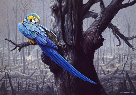 Blue And Yellow Macaw In Burned Forest by Harro Maass art print