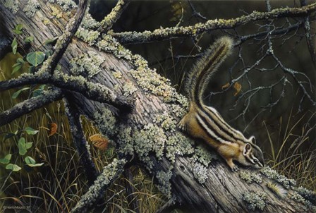 Eastern Chipmunk by Harro Maass art print