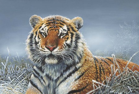 Tiger In Snow by Harro Maass art print