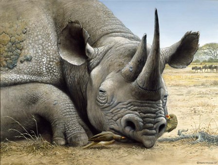 Black Rhino by Harro Maass art print
