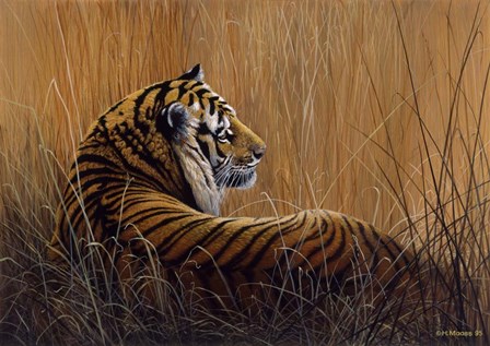 Tiger In Grass by Harro Maass art print