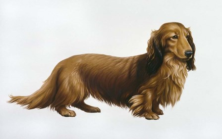 Dachsund by Harro Maass art print