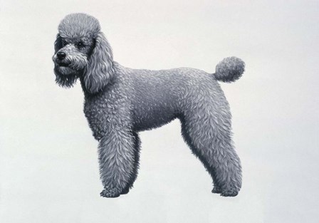 Poodle by Harro Maass art print