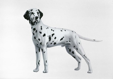 Dalmatian by Harro Maass art print