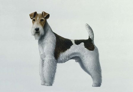Fox Terrier by Harro Maass art print