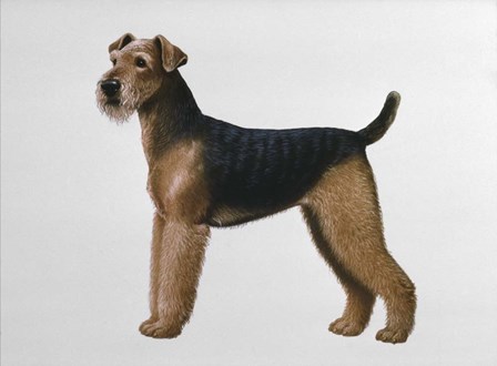 Airdale Terrier by Harro Maass art print