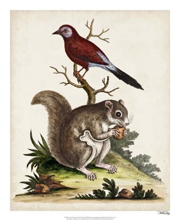 Edwards Squirrel by George Edwards art print