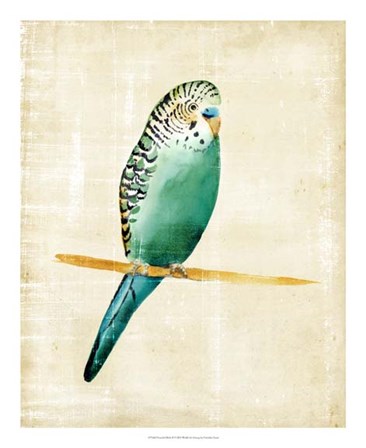 Fanciful Birds II by Chariklia Zarris art print