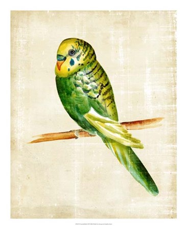Fanciful Birds III by Chariklia Zarris art print