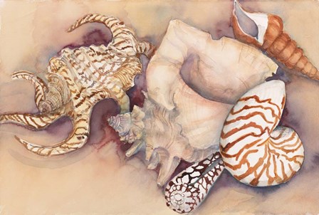 Sea Shells by Joanne Porter art print