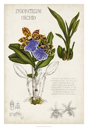 Orchid Field Notes II by Naomi McCavitt art print