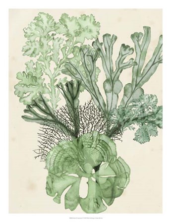Seaweed Composition I by Naomi McCavitt art print