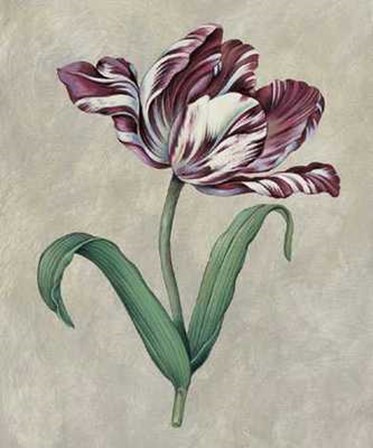 Parrot Tulip I by Jill Deveraux art print