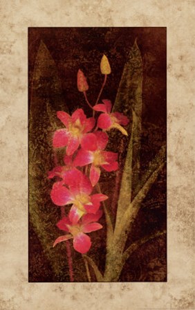 Orchid by John Seba art print