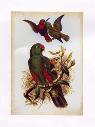 Eclectus Polychlorus by John Gould art print