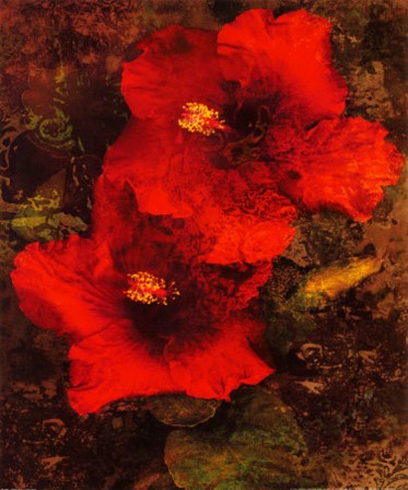 Hibiscus II by John Seba art print