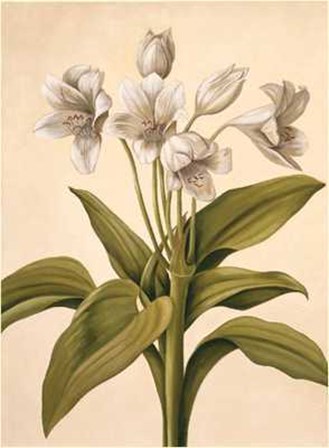 Lilies I by Virginia Huntington art print