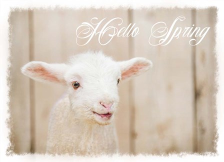 Hello Spring Lamb by Ramona Murdock art print