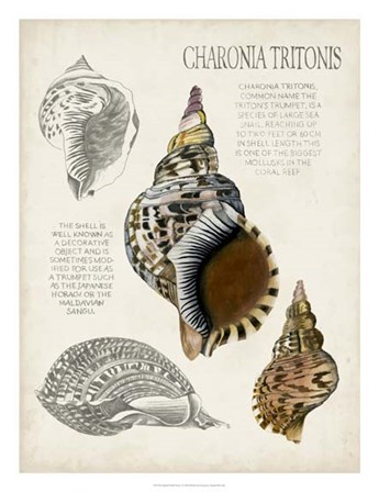 Seashell Field Notes I by Naomi McCavitt art print