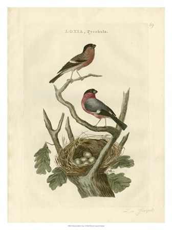 Nozeman Birds &amp; Nests  I by Nozeman art print