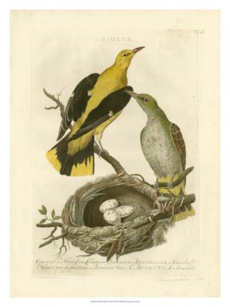 Nozeman Birds &amp; Nests  II by Nozeman art print