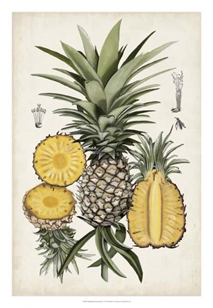 Pineapple Botanical Study I by Naomi McCavitt art print