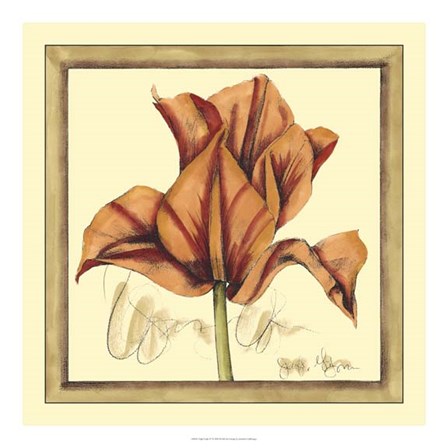 Tulip Study IV by Jennifer Goldberger art print