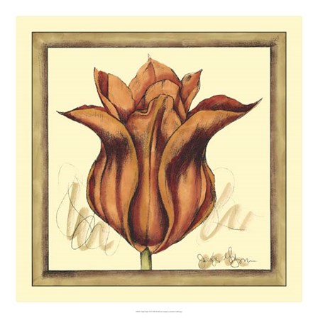 Tulip Study VI by Jennifer Goldberger art print