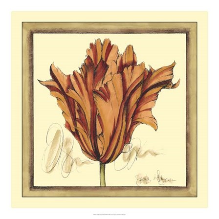 Tulip Study VII by Jennifer Goldberger art print