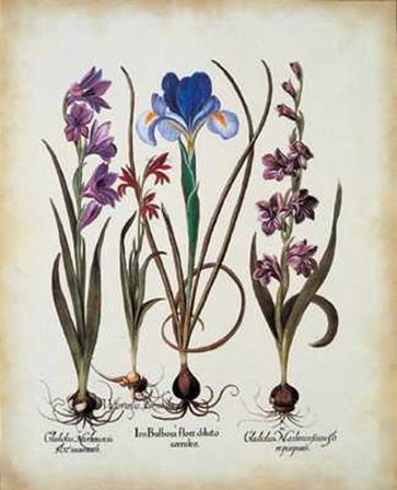 Gladiolus Iris by Basilius Besler art print