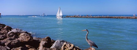 Great Blue Heron perching on a rocks by Panoramic Images art print