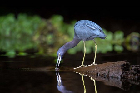 Little Blue Heron by Panoramic Images art print