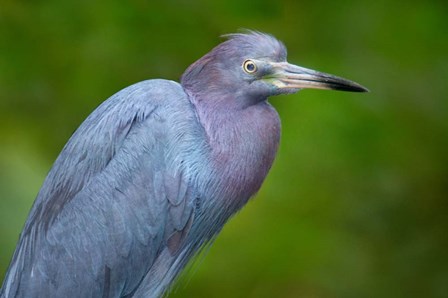 Little Blue Heron), Tortuguero, Costa Rica by Panoramic Images art print
