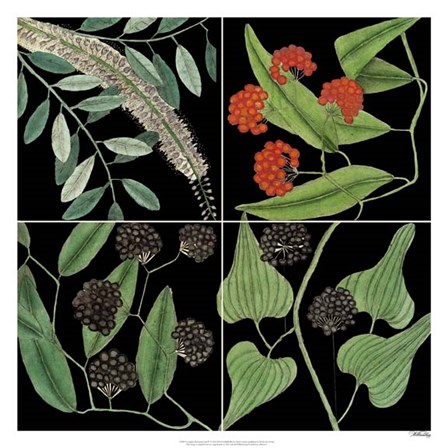Graphic Botanical Grid IV by Marc Catesby art print