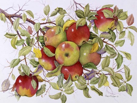 Apples by Marcia Matcham art print