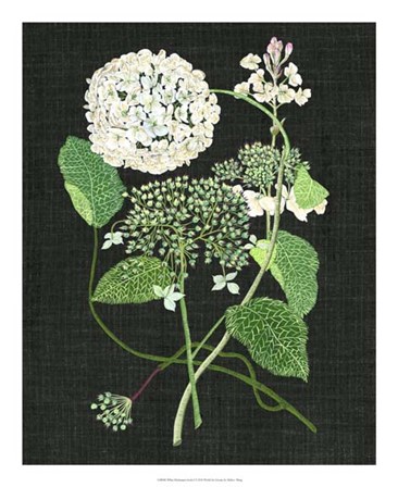White Hydrangea Study I by Melissa Wang art print