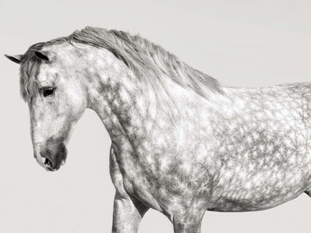 Leia, Andalusian Pony by Pangea Images art print